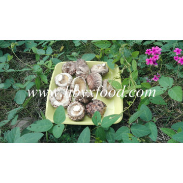 Mushroom for Sale Dried Tea Flower Mushroom Producer